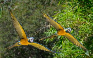 A closer look at Blue Throated Macaw Large Bird Enclosure Materials
