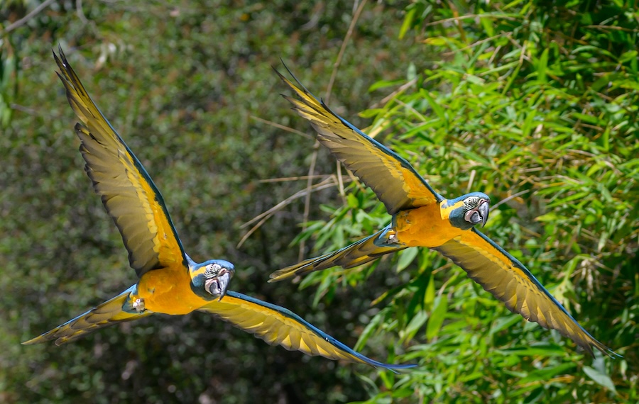 The Zoo's Blue-throated Macaws flying in the bird show.