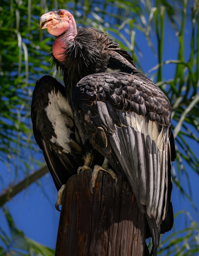 Hope, a California Condor. Perched on an old telephone pole in the bird show.