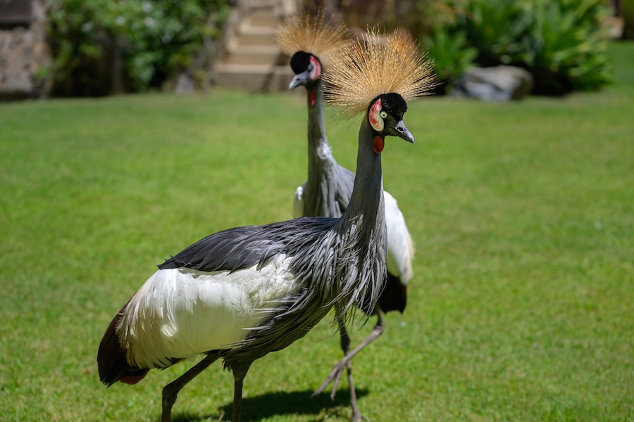 African Gray-Crowned Cranes in the bird show.