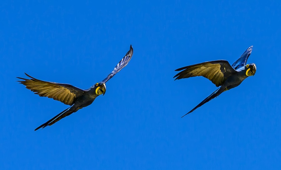 Luna and Venus the Zoo's Hyacinth Macaws flying in the bird show.