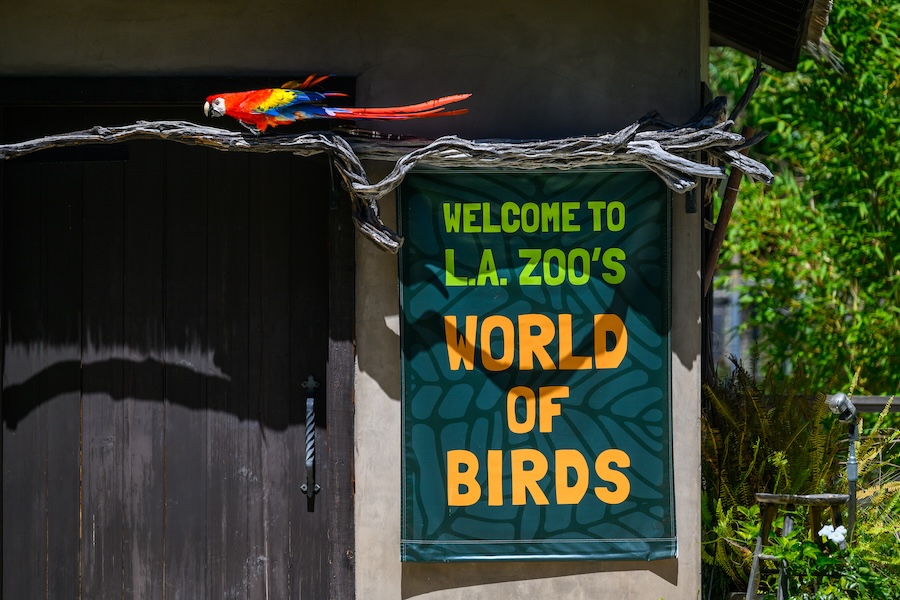 A Scarlet macaw climbing a branch in the introduction of the bird show.