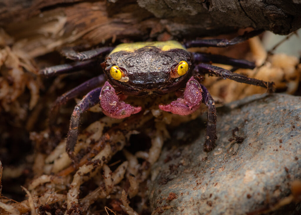 Extreme close-up on a dark purple crab with light purple claws and bright yellow eyes.