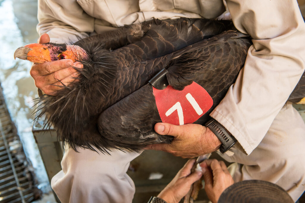 Mike’s arms wrap around an adult California condor while it receives medical care.