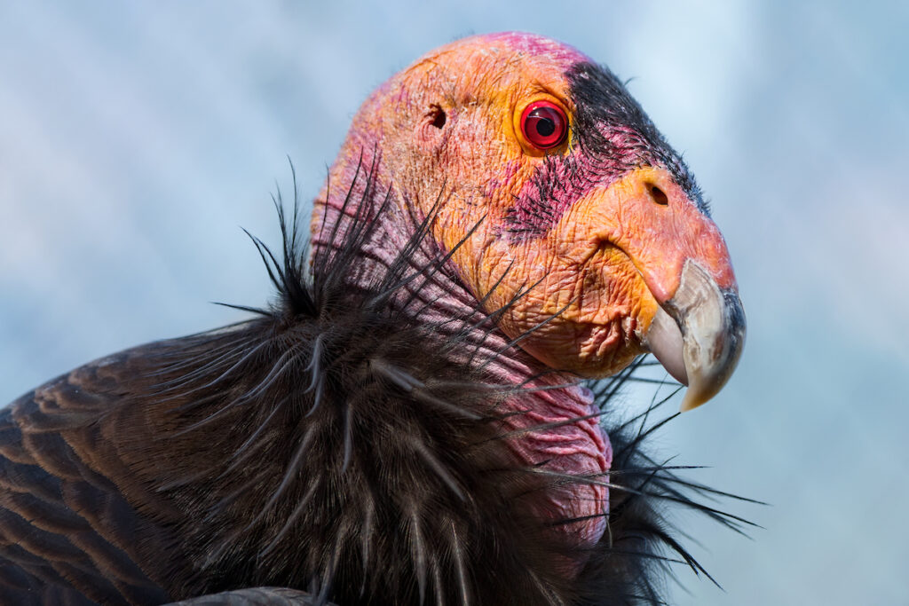 A California condor’s pink and orange face is striking amidst a cowl of spiky, black feathers.