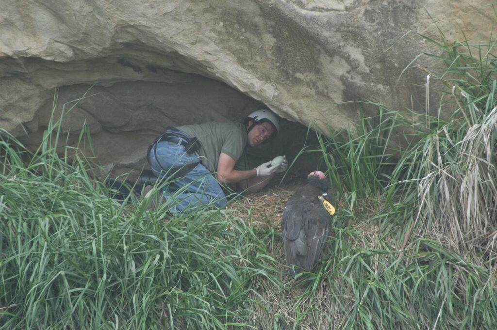 Mike crouches inside the hollow of a rock face, cradling an egg while a condor watches from nearby.