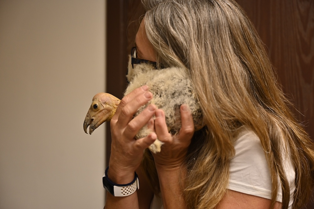 Chandra holds a mass of fuzzy, white feathers up to her ear.