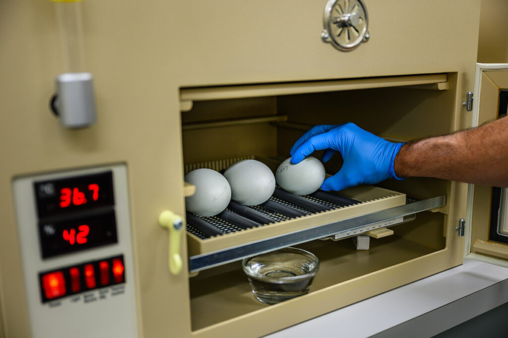 A row of eggs rest in an incubator, checked by Mike Clark’s gloved hand.