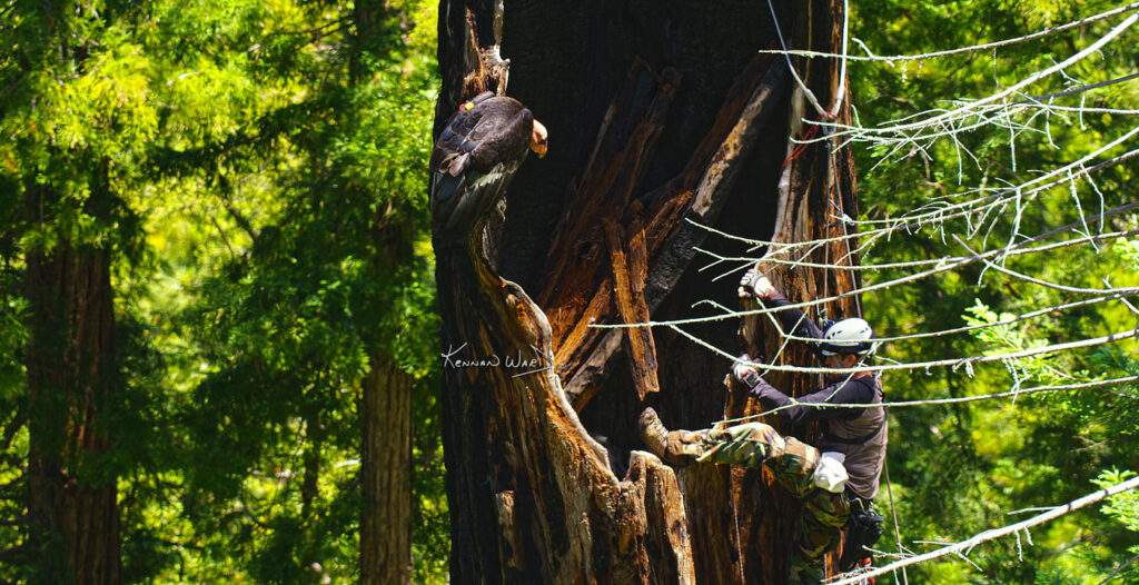 Deep in a forest, Mike hoists himself into the hollow of a giant tree while a wild condor perches to the side, making way.  