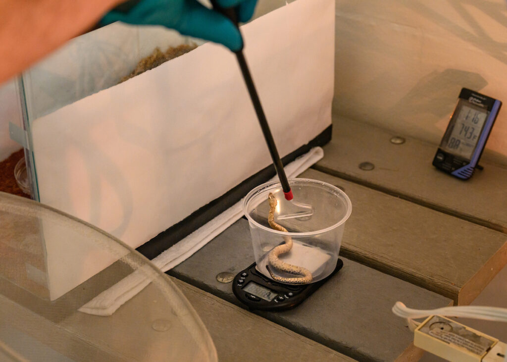 Small Zoo born obscurus in a deli cup being weighed.