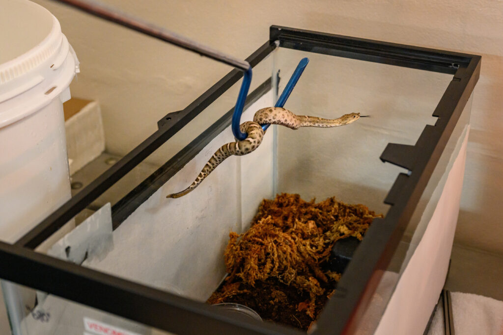 A rattlesnake on a hook as zoo staff transfer the animal into a cleaned habitat.