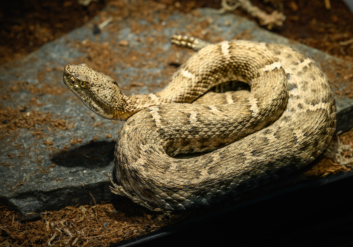LOS ANGELES ZOO JOINS CRITICAL RECOVERY PROGRAM FOR NEW MEXICO