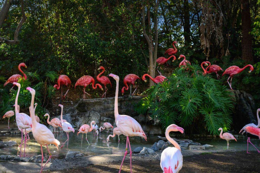 A flock of live flamingoes gathers in front of their Zoo Lights lantern counterparts.