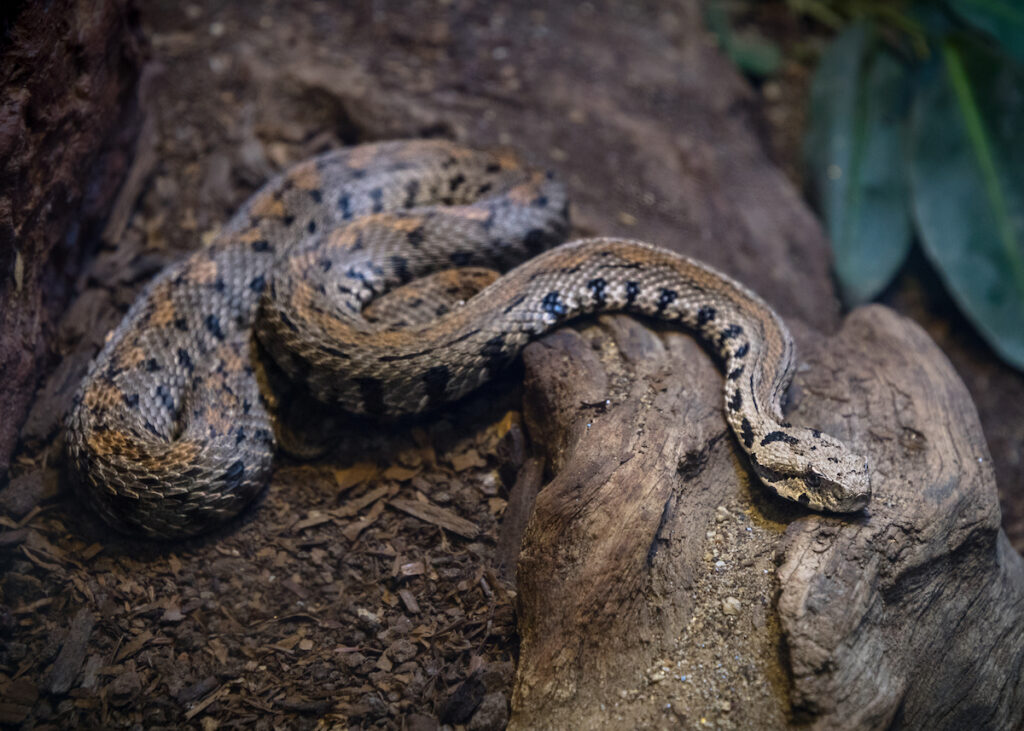 A grey and brown snake drapes itself across a decaying log.