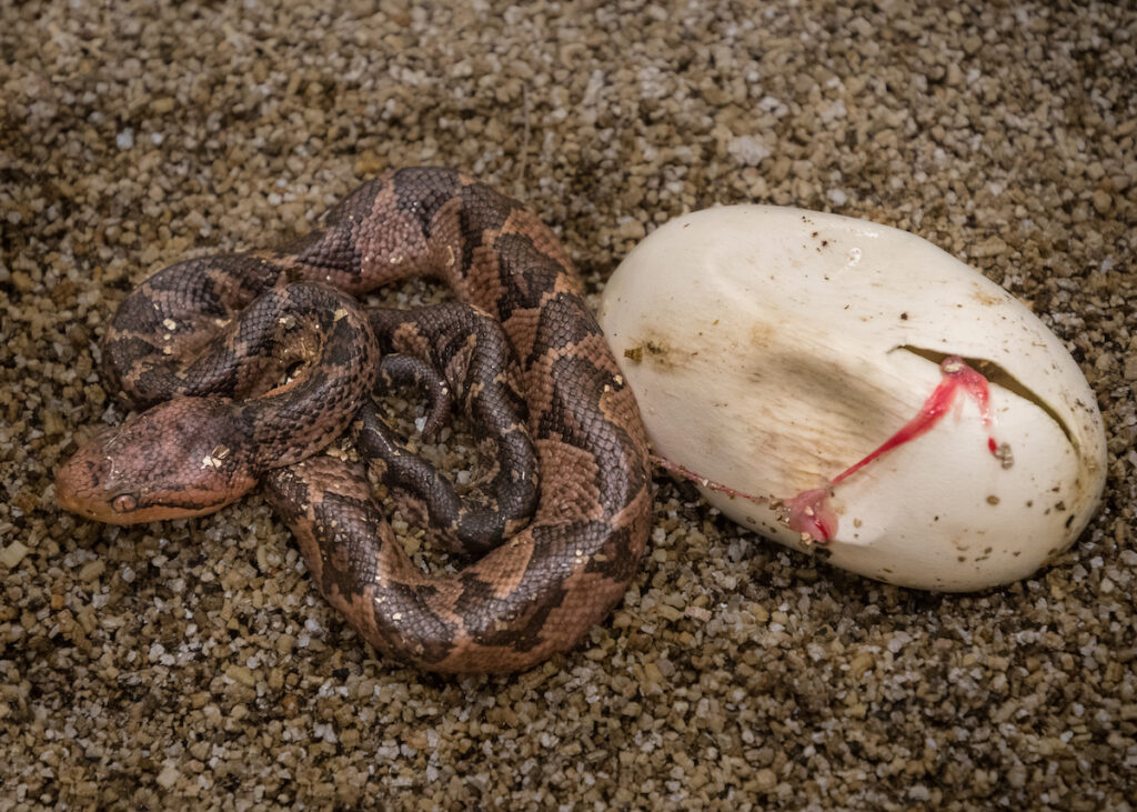 A baby snake emerges from a soft shell. 