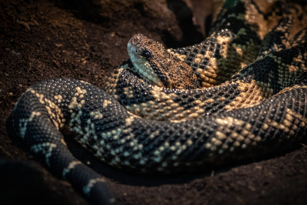 A black and tan snake with highly textured scales coils in the dirt.