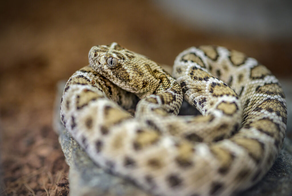 A white and cream-colored snake winds itself into a tight coil.