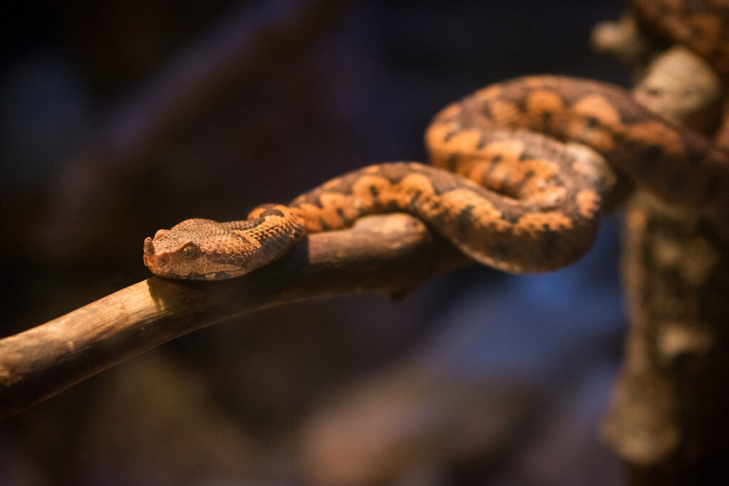 A small, orange and brown snake with what looks like a long nose balances on a bare twig.