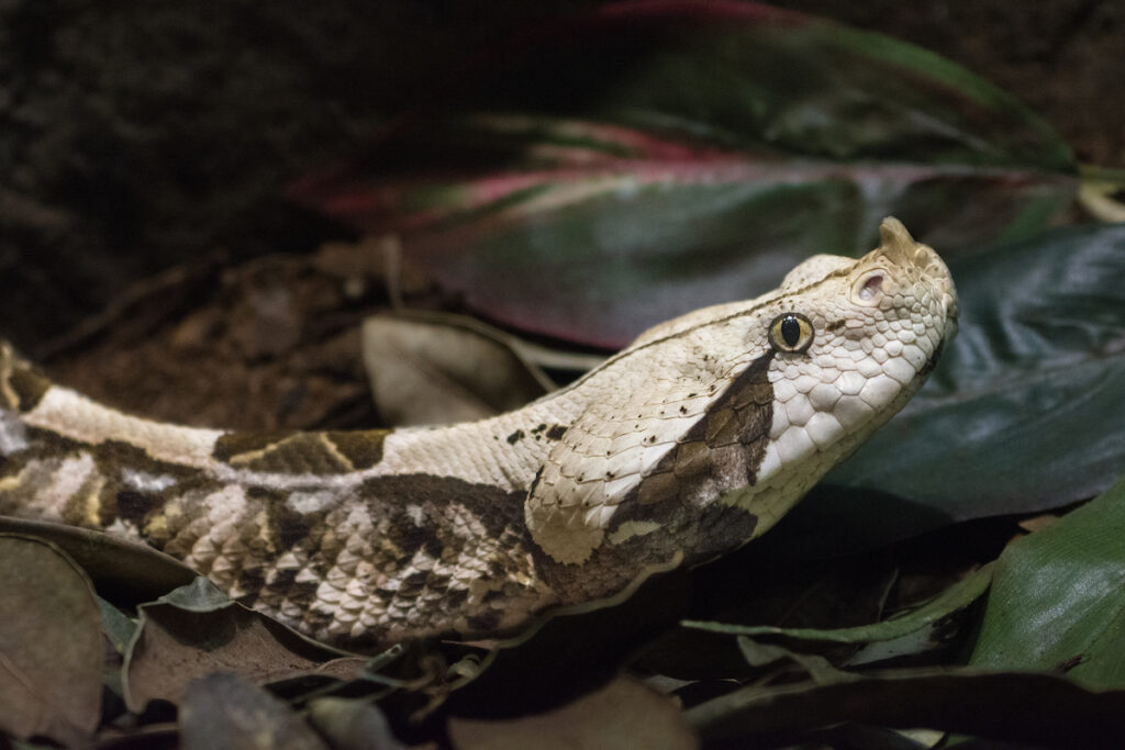 A cream colored snake with brown patches and an alert eye moves throughleaves.