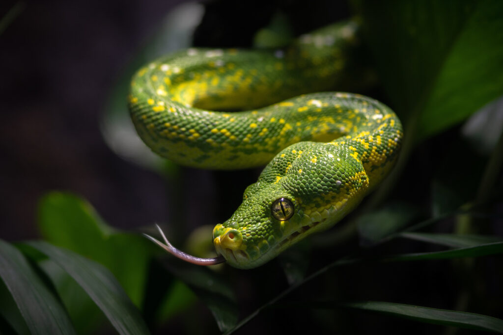 A bright green and yellow snake extends its forked tongue. 