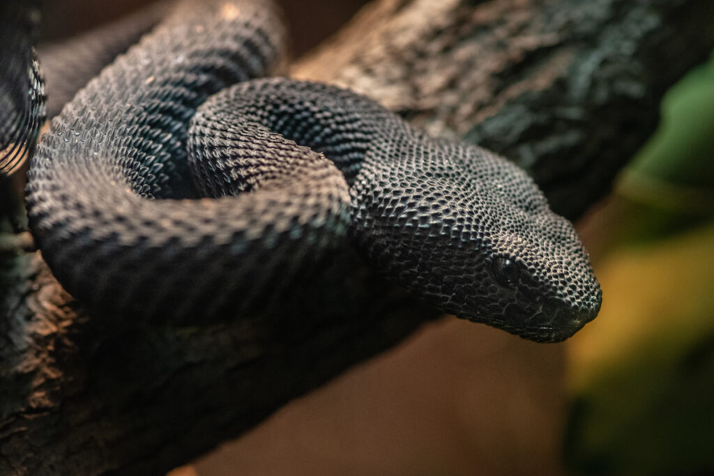 The head of a rough, black snake shows a gleaming eye.