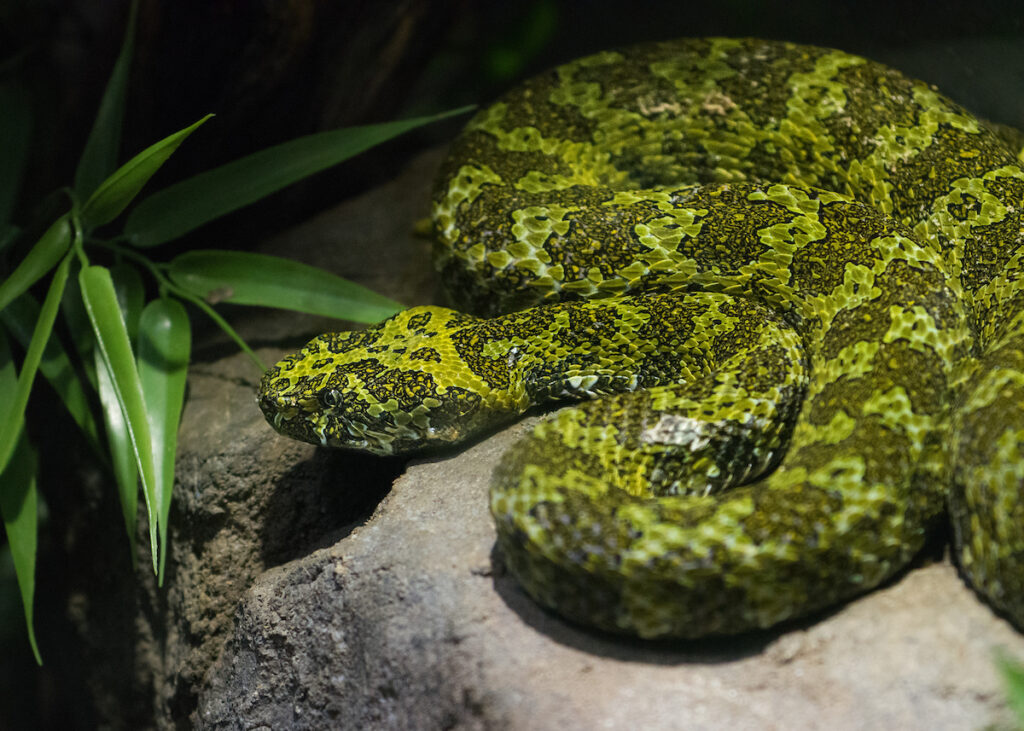 Thick-bodied green snake rests on a smooth, grey stone.