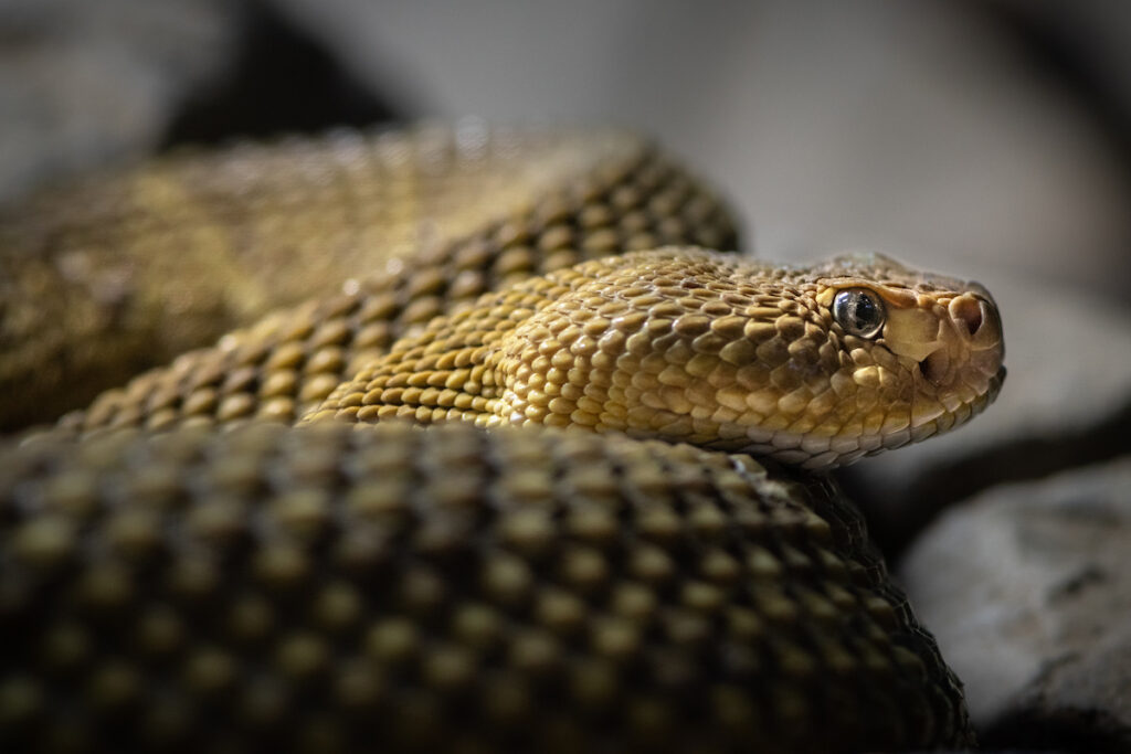 The head of a medium brown snake rests on the coils of its body.