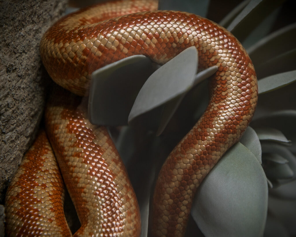 Close up on the pink, vertical strips of a rosy boa’s smooth scales.