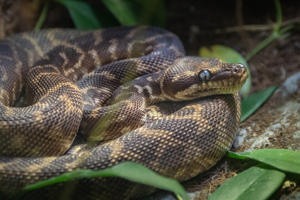 A large snake with a swirling brown and tan pattern looks out with a silver-blue eye.