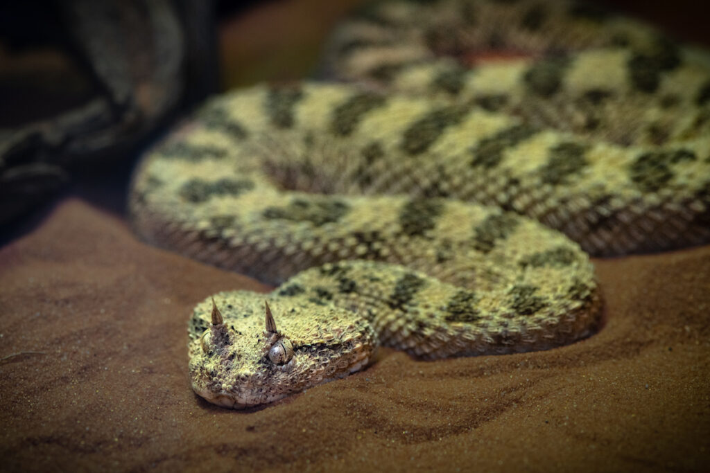 The long figure eight of a snake twists through fine sand, ending in a triangular head with two pointed protrusions above the eyes.