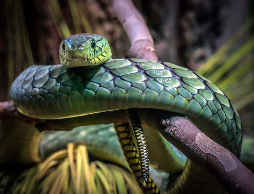 A green snake with large scale and a small, tapered tail wraps around a branch.