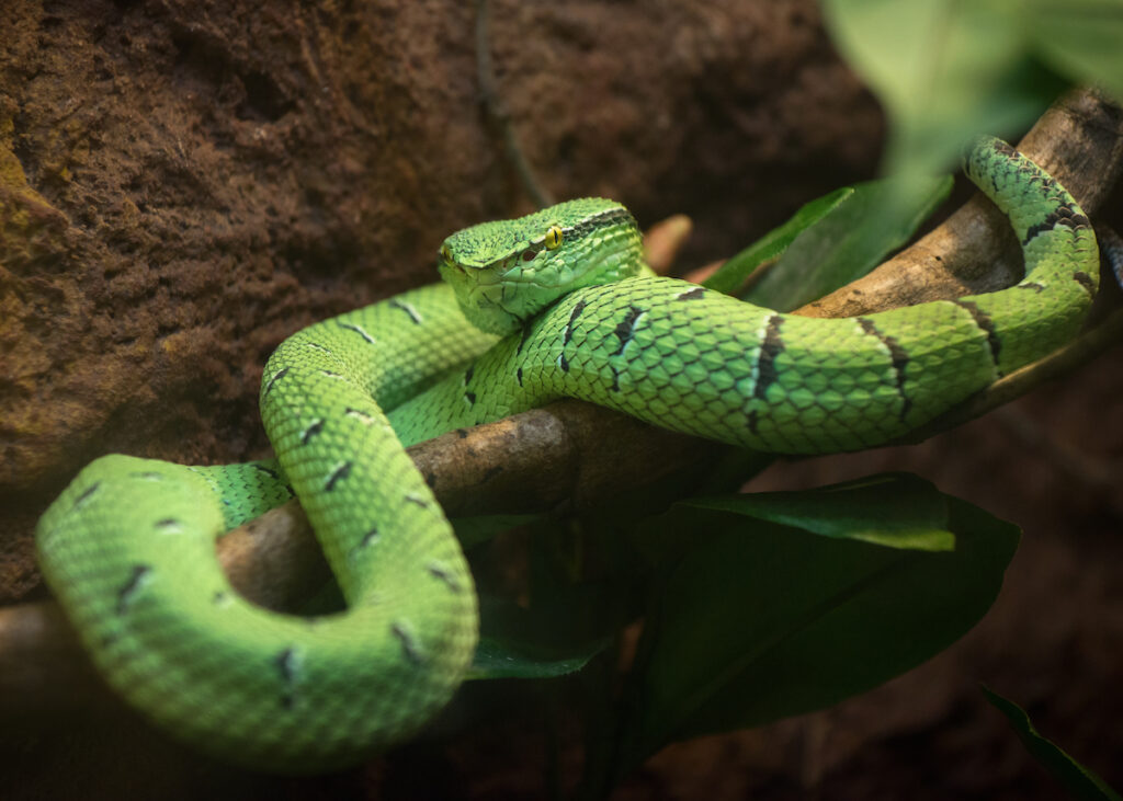 A slim green snake with fine black stripes curls around a branch.