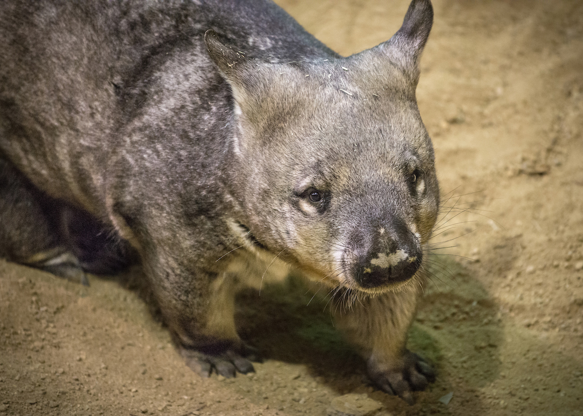 A stocky marsupial with a broad nose and small ears stands at attention on a bed of sand.