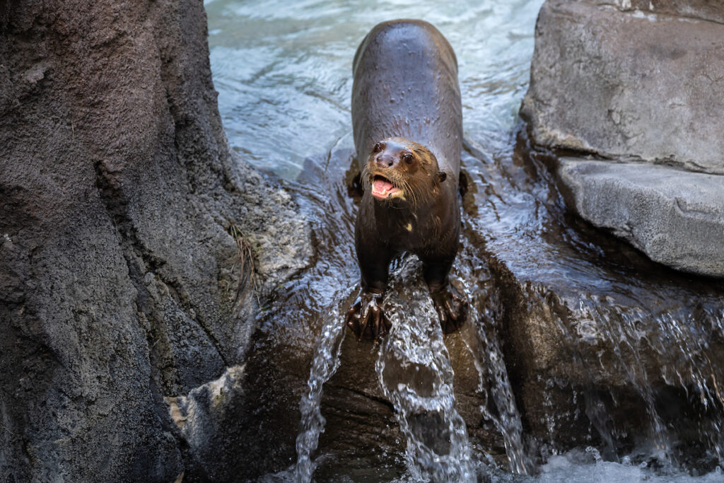 Giant otter Misty plays near a small waterfall.