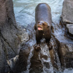 Giant otter Misty plays near a small waterfall.