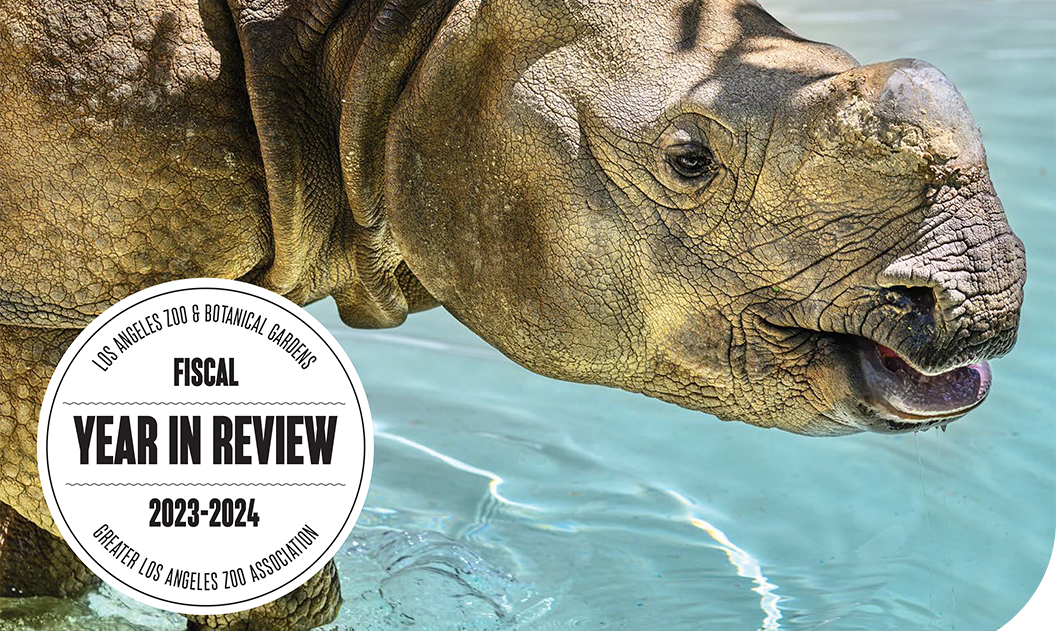 Cover of the Annual Report featuring a photo of a rhinoceros in a pool