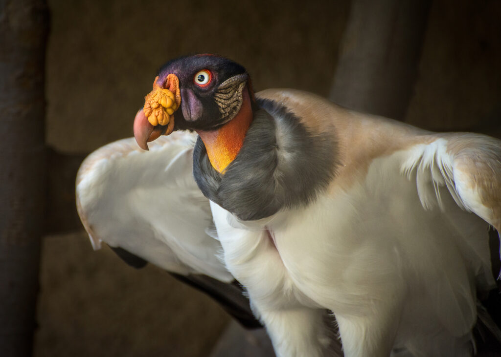 The King Vulture