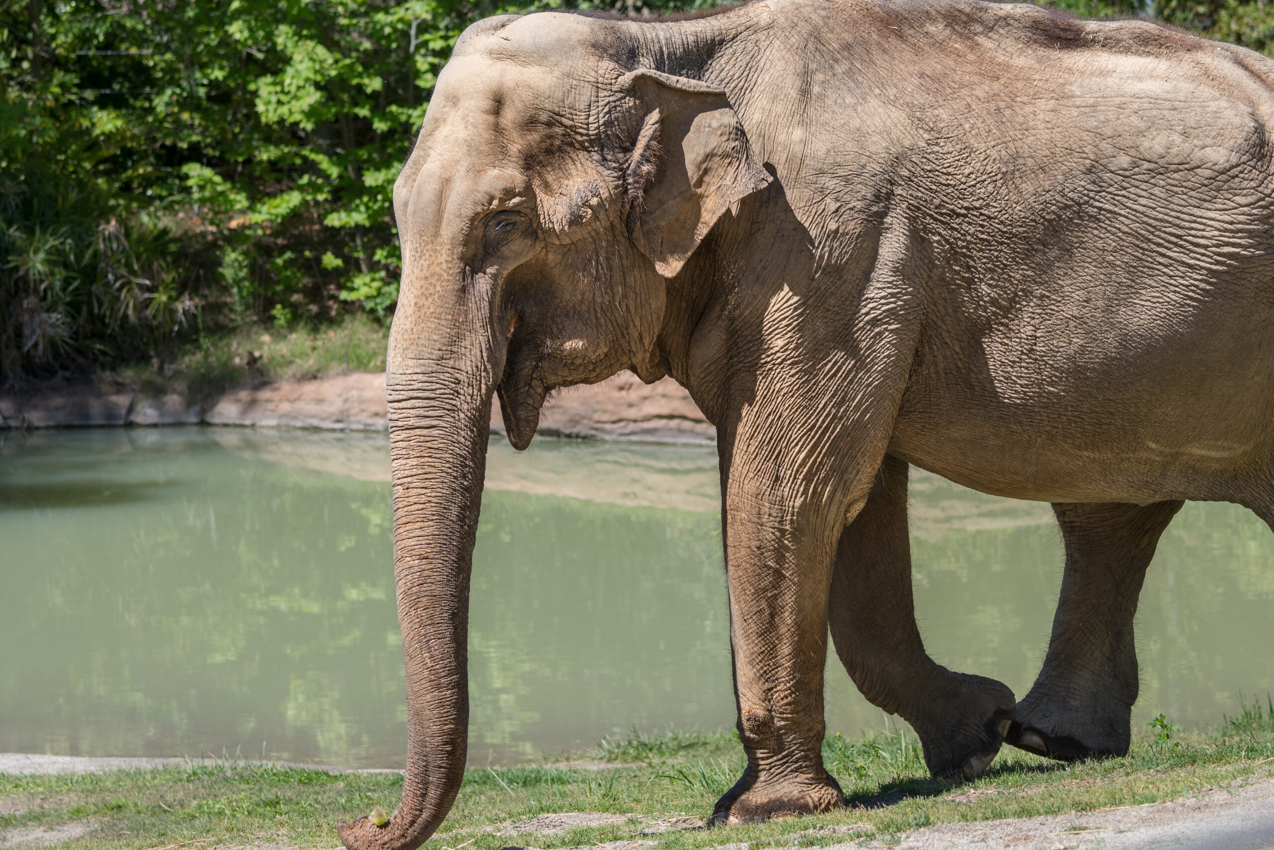 Elephantさま専用 UPDATE: Shirley the elephant is being remembered as her old