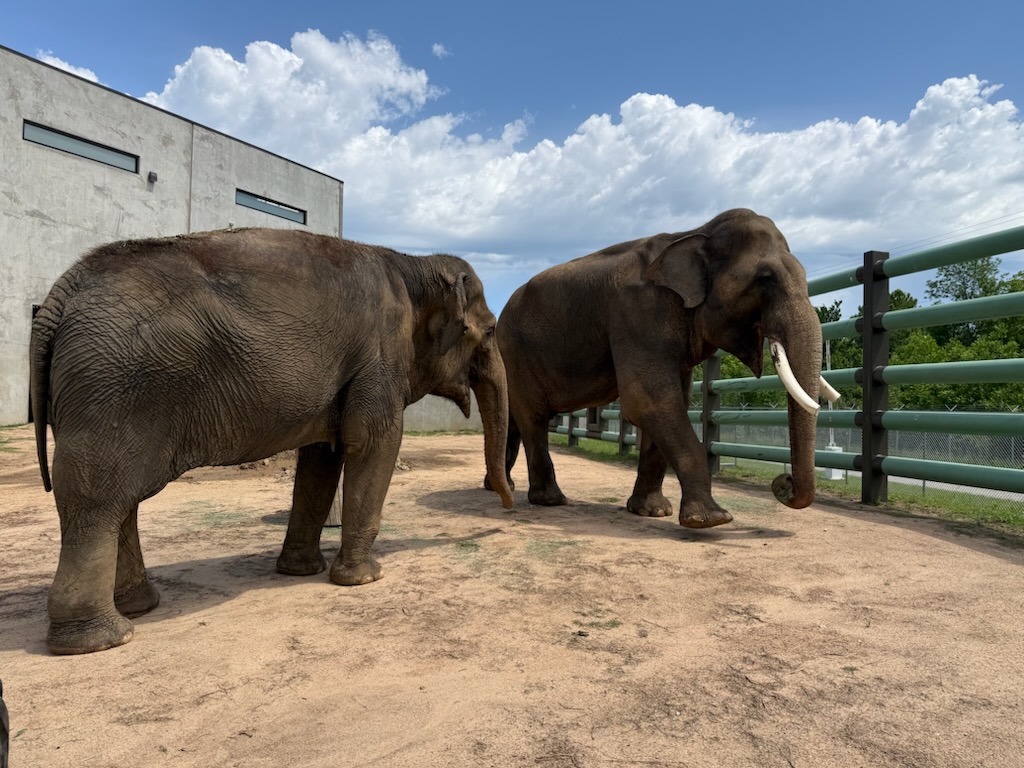 Two asian elephants Billy and Tina at the Tulsa Zoo.