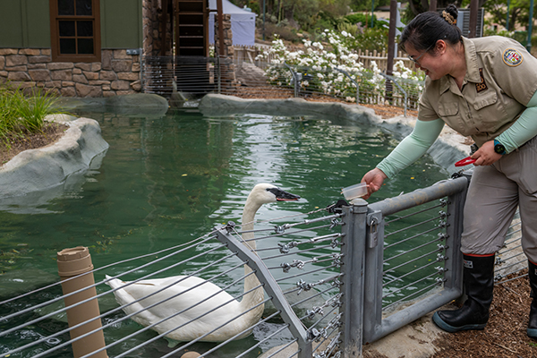 A white swan with a long neck and black bill reaches toward a keeper, who holds out a container of meal worms