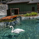 A white swan with a black beak swims along the surface of the water with another white swan in following behind