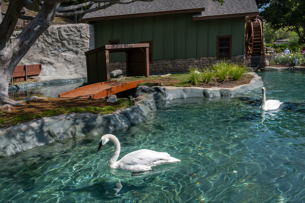 A white swan with a black beak swims along the surface of the water with another white swan in following behind