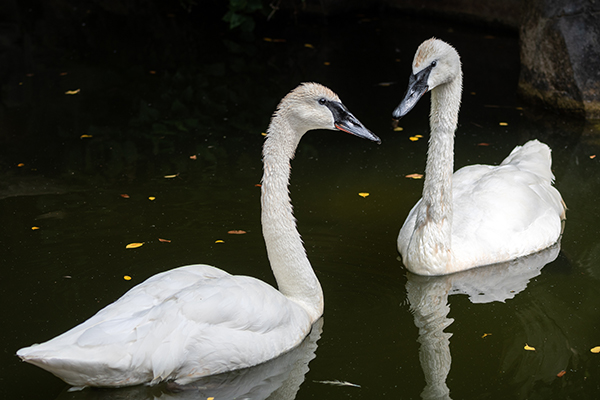Two white swans with long necks and black bills glide toward each other in a dark pond.