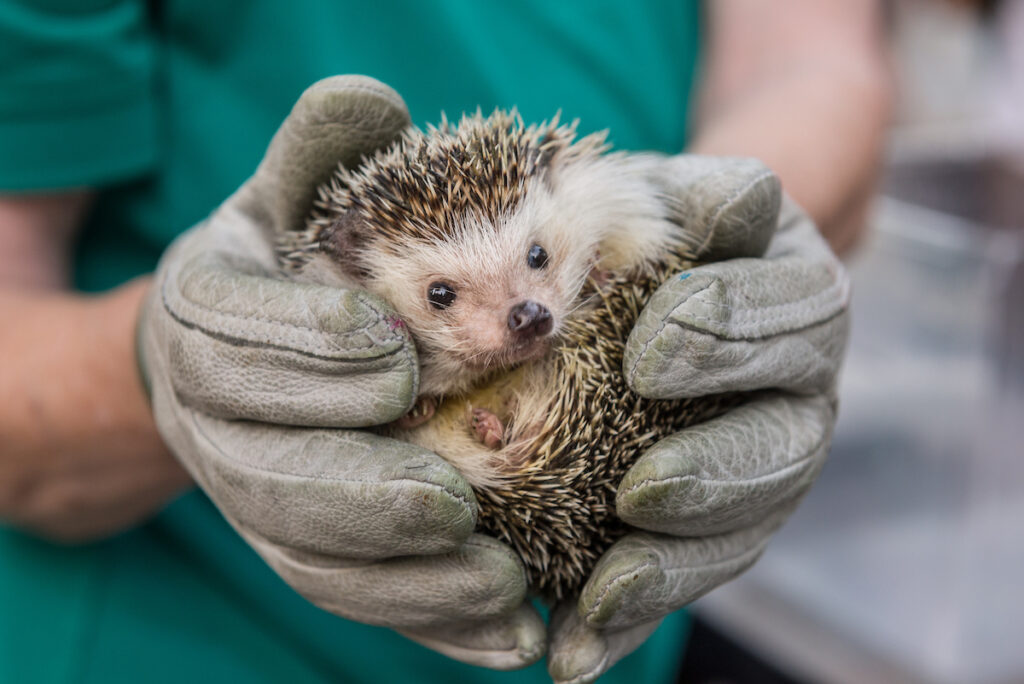 A spikey hedgehog balls up, held by gloved human hands.