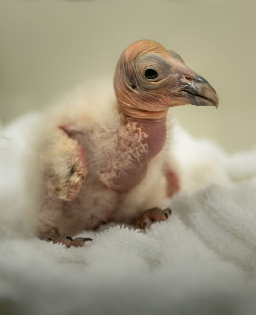 A newly hatched California condor chick on a white towel