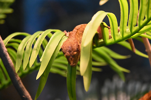 A small lizard hanging from a branch with green leaves