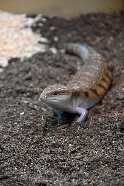 A small lizard on a dark surface