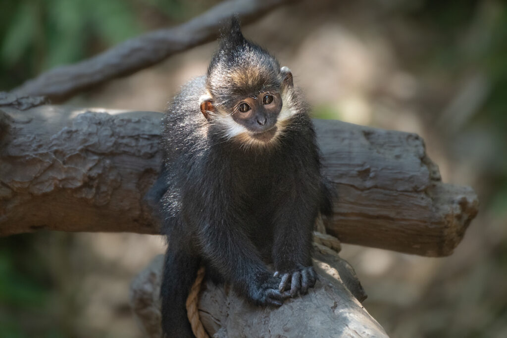 A black-brown monkey with a tiny white beard squats on a tree branch.
