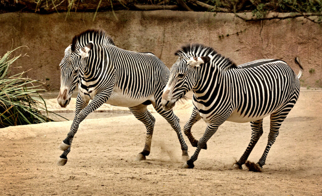Two zebras kick up a cloud of dust while mid-run.
