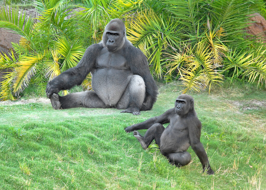 A silverback gorilla grabs his toes, and his young daughter imitates him.